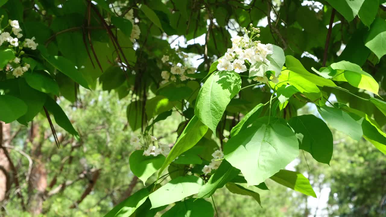 北方梓树的花和叶的细节视频素材