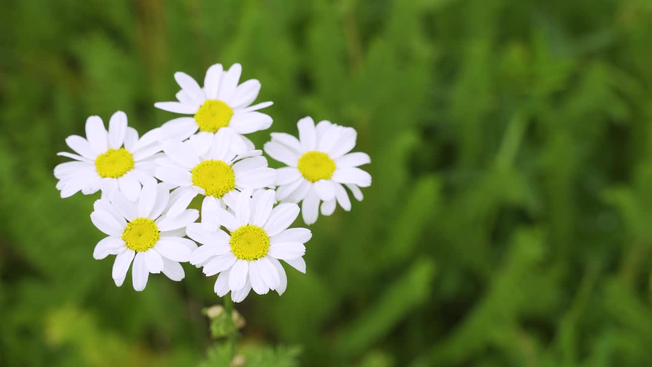 一个野生洋甘菊花的特写，在一个模糊的背景盛开的雏菊在草地上。视频素材