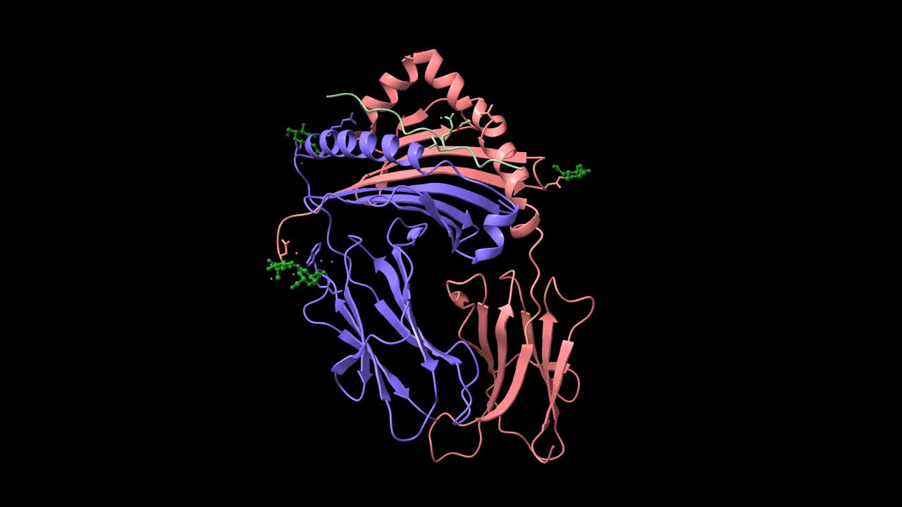 波形蛋白结合的免疫受体HLA-DRB1的结构视频素材