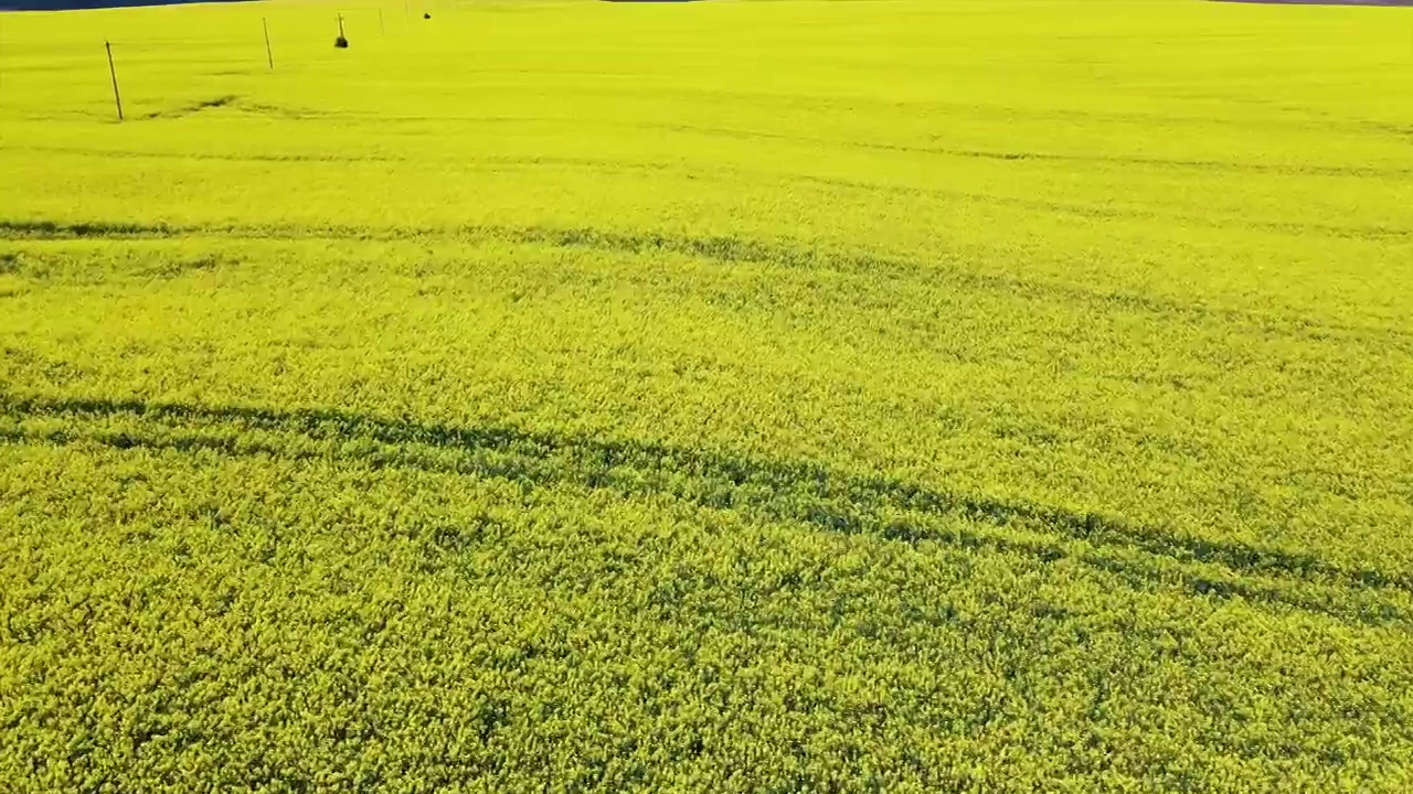 油菜籽田开花了。摄像机飞到田野上视频素材