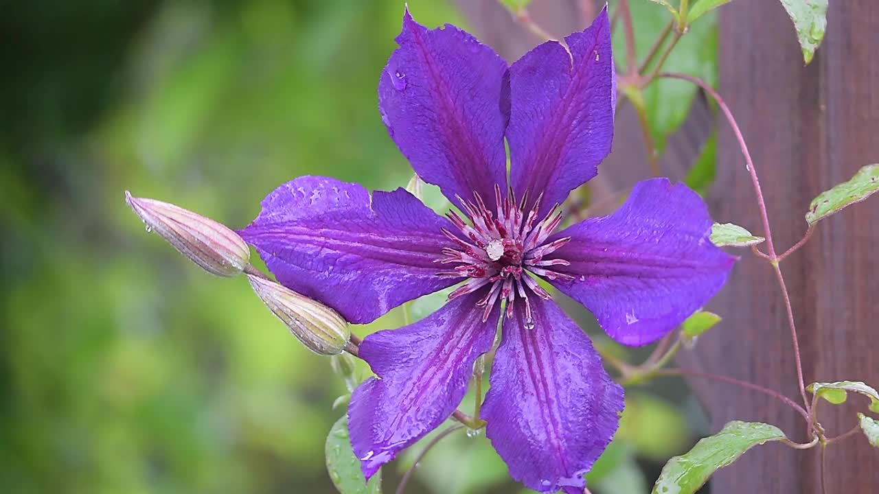 铁线莲花和花蕾视频素材