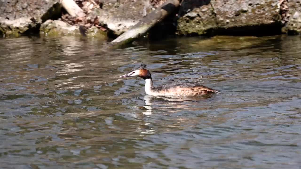 一对大冠毛鸊鷉，Podiceps cristatus正在筑巢视频素材