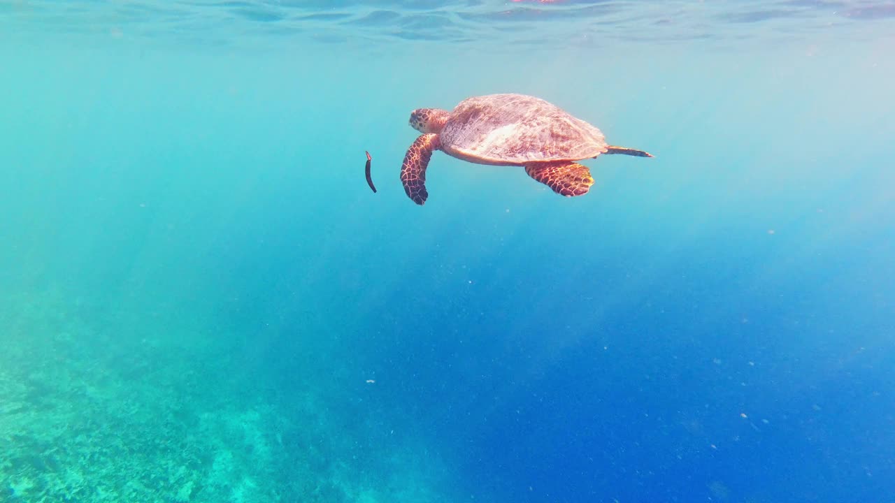 在海里游泳的玳瑁海龟视频素材