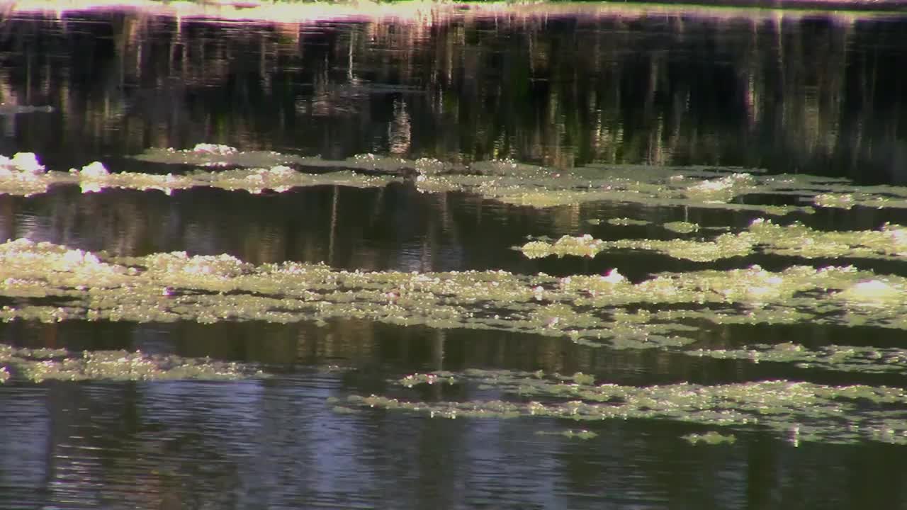 沿着河流漂流的浮冰和反映海岸线的水视频素材