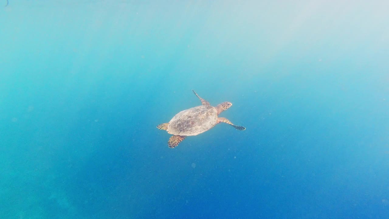 在海里游泳的玳瑁海龟视频素材