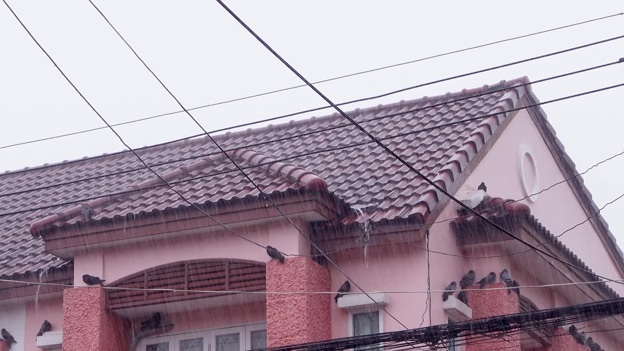 鸽子在屋外避雨视频素材