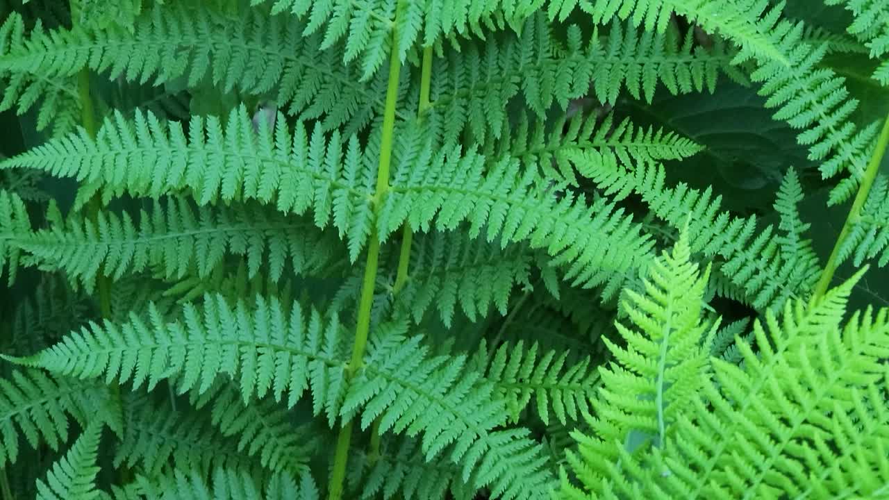 蕨叶的特写纹理，阳光下的自然背景。蕨叶在风中摇摆视频素材