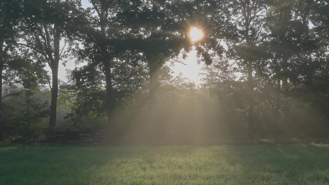 阳光在有雾的早晨照耀着森林视频素材