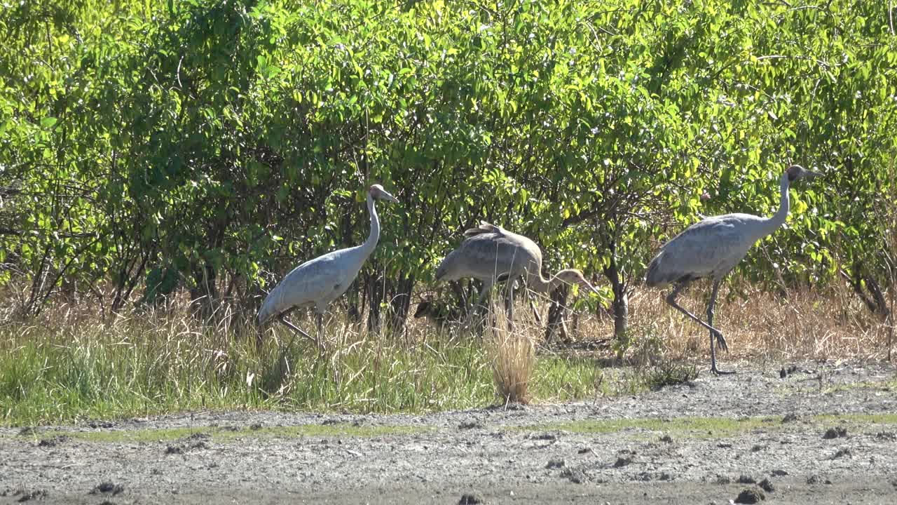 Brolga。视频素材