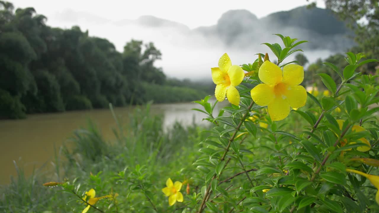 靠近美丽的黄花盛开的露珠和随风摇摆的河流从雾山在早晨。黄蔓植物。视频素材