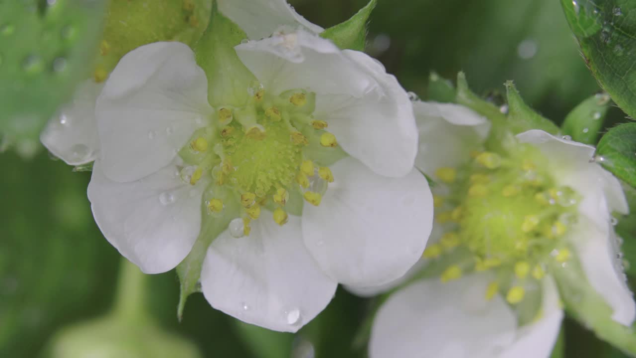 极端近距离观看美丽的花园草莓白花视频素材