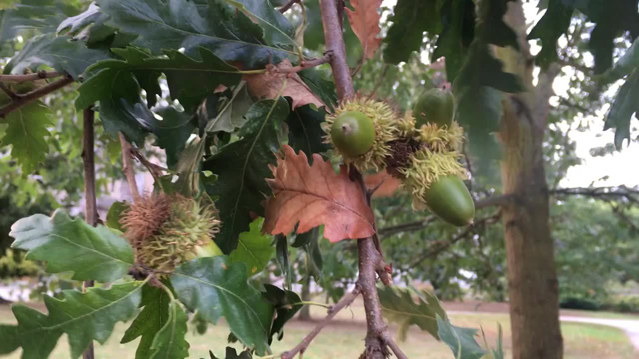 土耳其橡树(栎属)-橡子，小枝和叶子视频素材