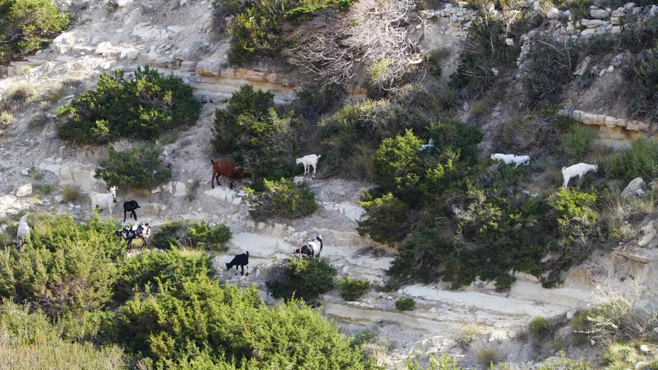 悬崖附近的山羊，岩羚羊家族和后代。山顶上的野生岩羚羊。大自然中的野生动物视频素材