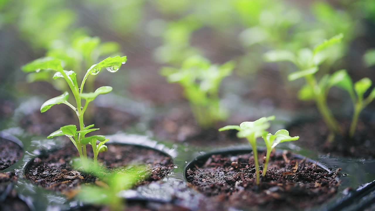 有机菜园。可持续的生活方式视频素材