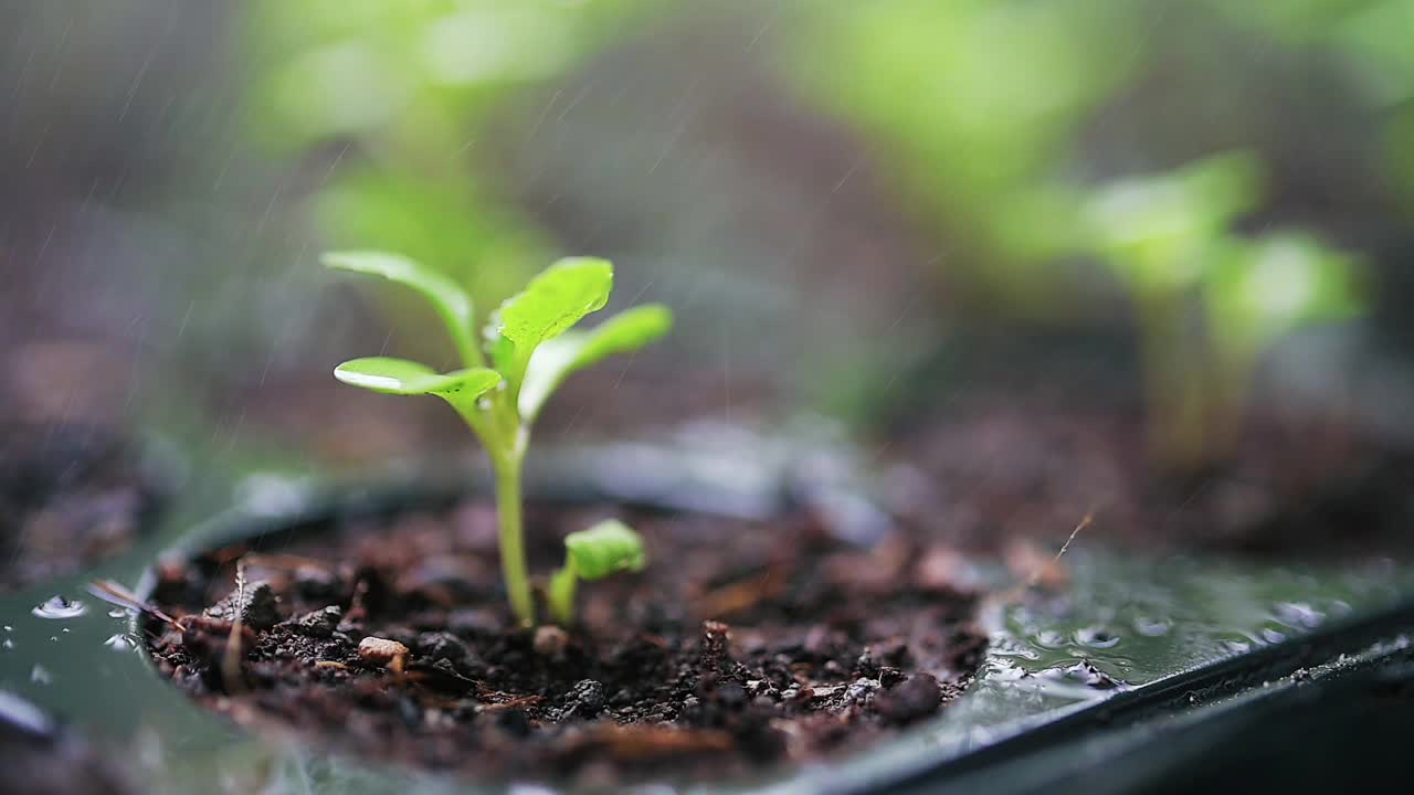 有机菜园。可持续的生活方式视频素材