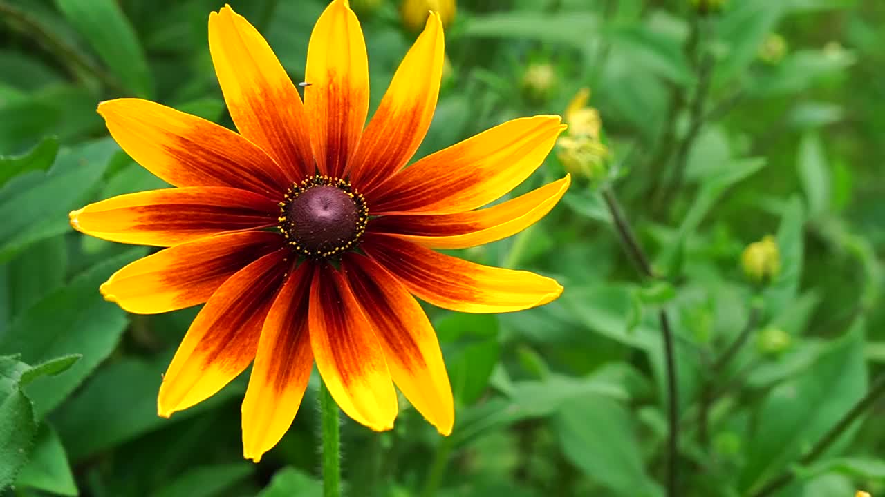 滑动相机视图的rudbeckia花在实时户外视频素材