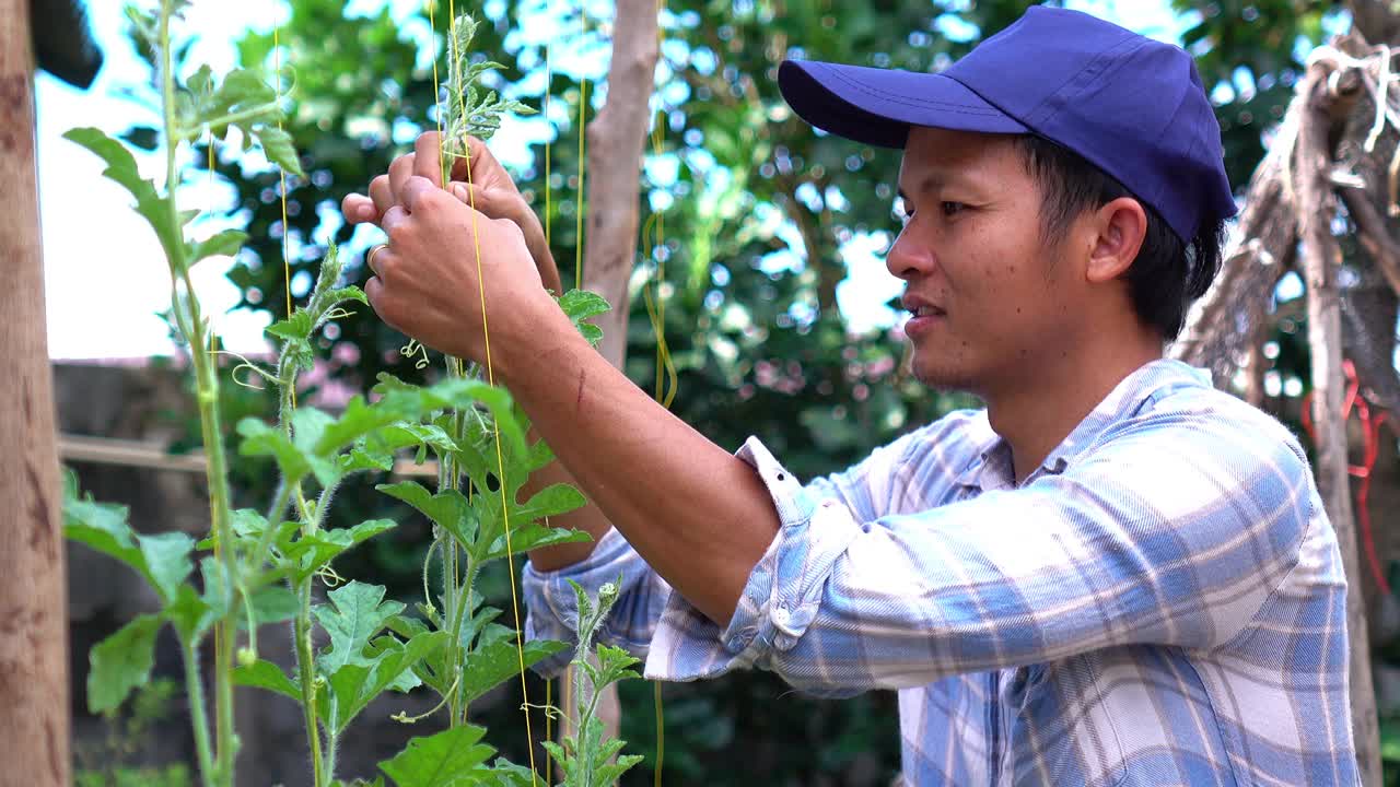 在家种菜。视频素材