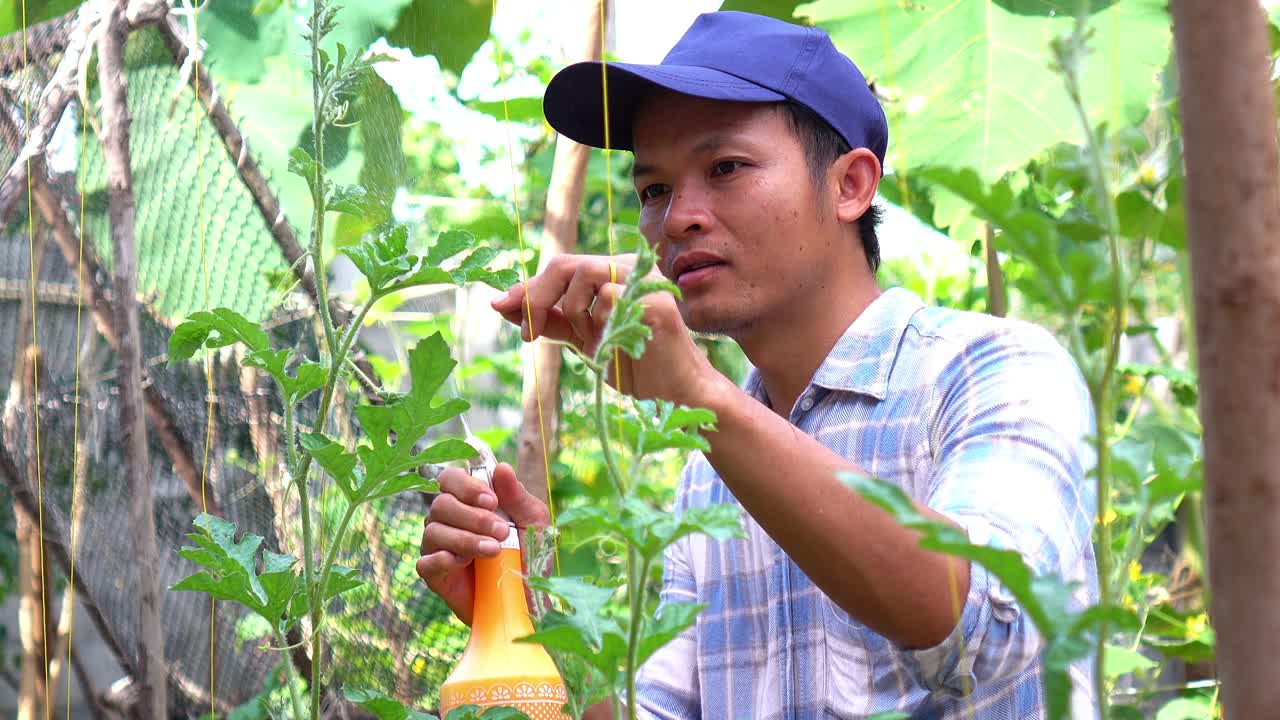 在家种菜。视频素材