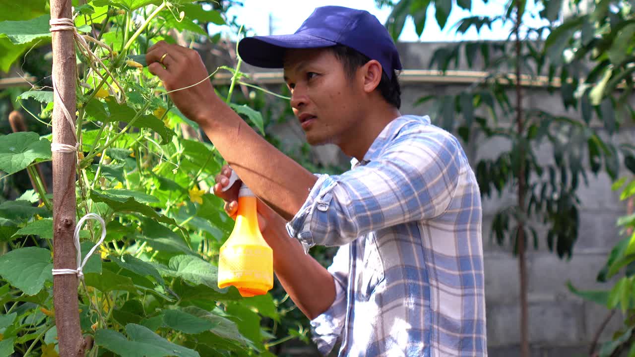 在家种菜。视频素材