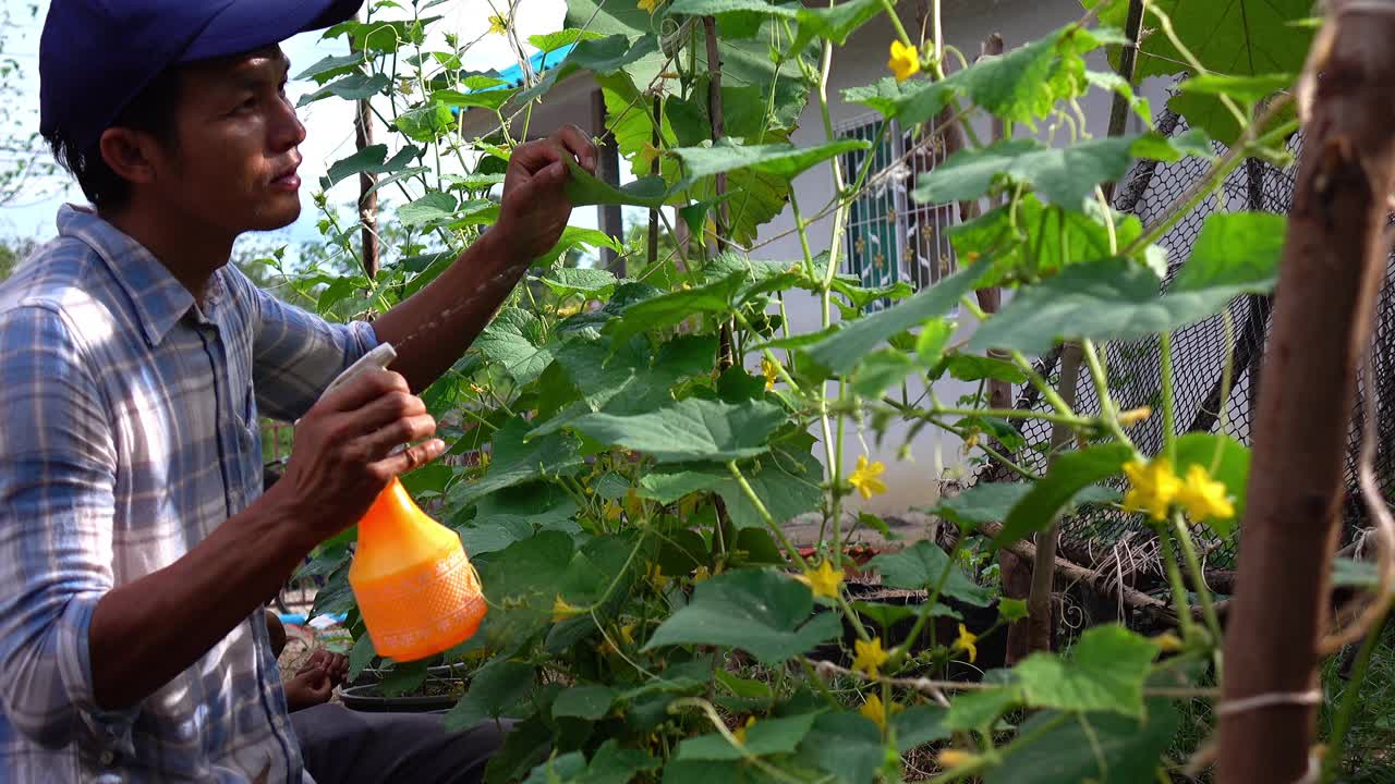 在家种菜。视频素材