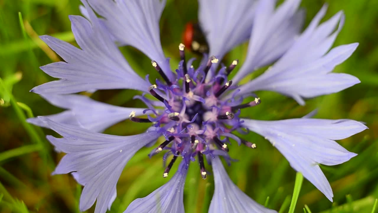 自然,鲜花,瓢虫。一只瓢虫爬到矢车菊上。视频素材