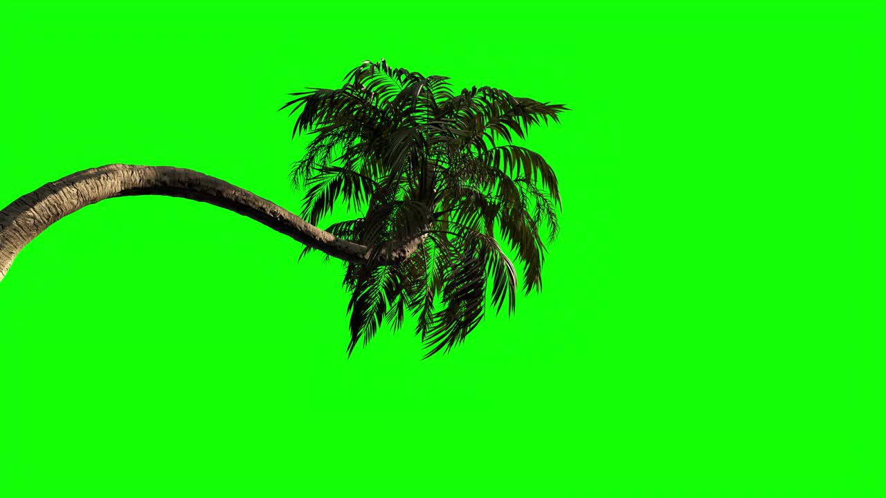 3d高质量的动画棕榈树在风中。绿色屏幕适合键控。视频素材