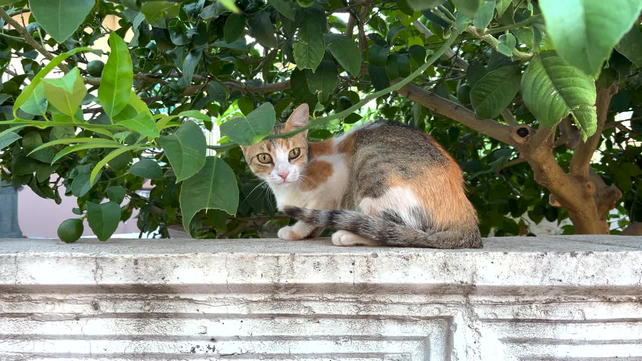 只流浪猫视频素材