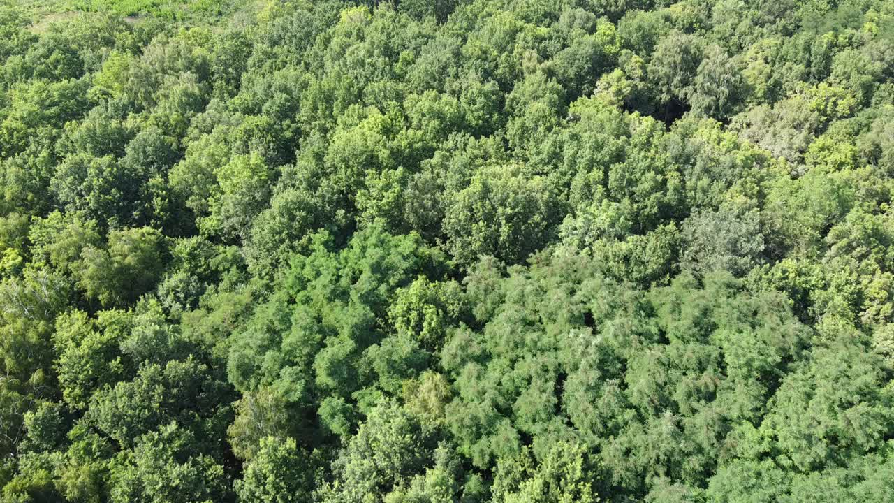 飞越树梢。落叶林鸟瞰，大自然。视频素材