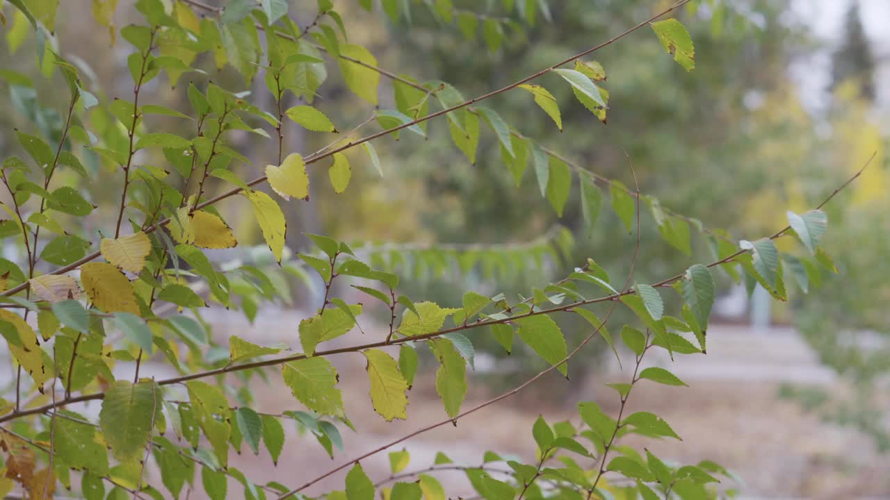 秋天的树叶模糊了色彩斑斓的背景。视频素材