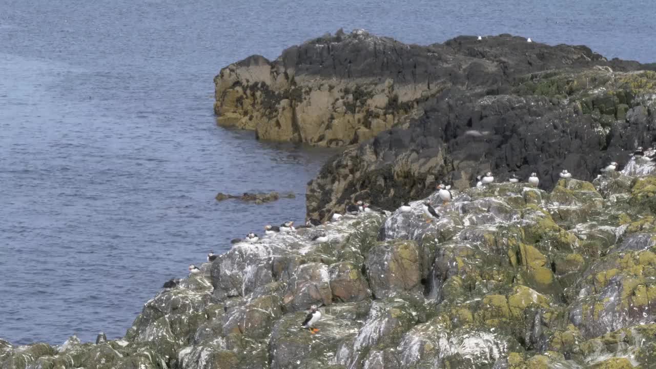 野生海雀，海鸟，在英国诺森伯兰法恩群岛的悬崖上筑巢，4k帧速视频素材