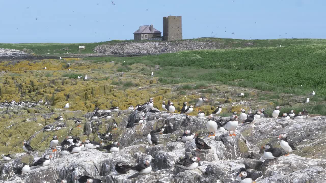 野生海雀，海鸟，在英国诺森伯兰法恩群岛的悬崖上筑巢，4k帧速视频素材