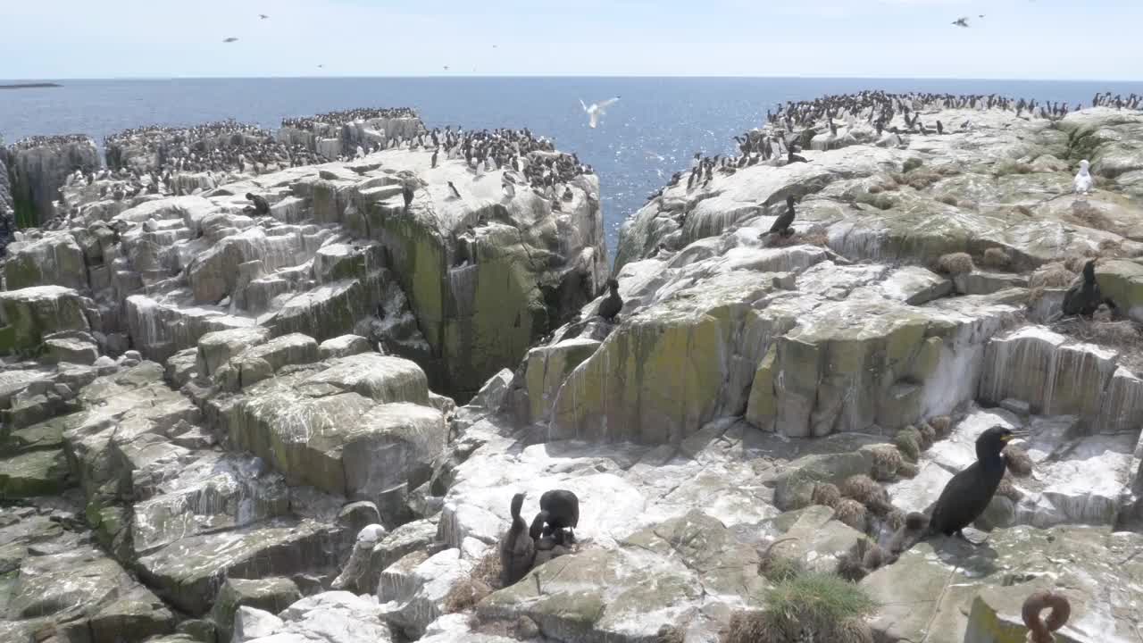 在英国诺森伯兰法恩群岛的悬崖上筑巢的一群野生海鸟，拍摄时间是4k帧每秒60帧视频素材