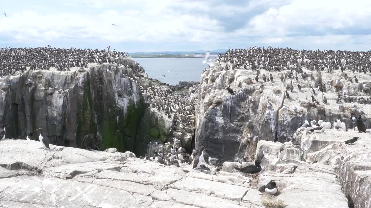 在英国诺森伯兰法恩群岛的悬崖上筑巢的一群野生海鸟，拍摄时间是4k帧每秒60帧视频素材