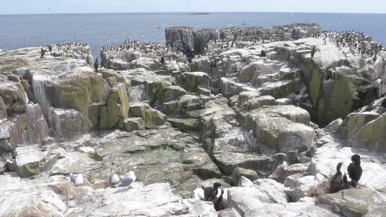 在英国诺森伯兰法恩群岛的悬崖上筑巢的一群野生海鸟，拍摄时间是4k帧每秒60帧视频素材