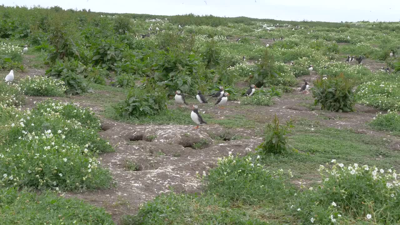 野生海雀，海鸟，在英国诺森伯兰法恩群岛的悬崖上筑巢，4k帧速视频素材