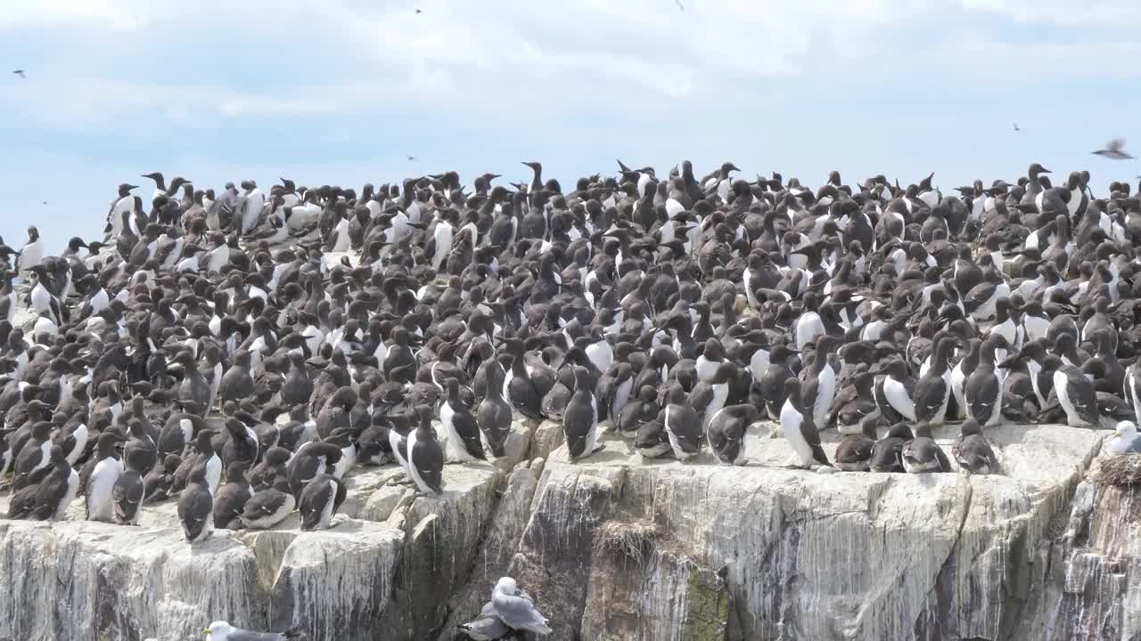 在英国诺森伯兰法恩群岛的悬崖上筑巢的一群野生海鸟，拍摄时间是4k帧每秒60帧视频素材