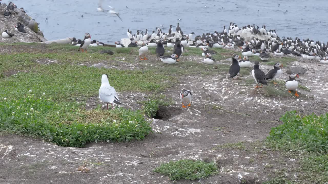 野生海雀，海鸟，在英国诺森伯兰法恩群岛的悬崖上筑巢，4k帧速视频素材