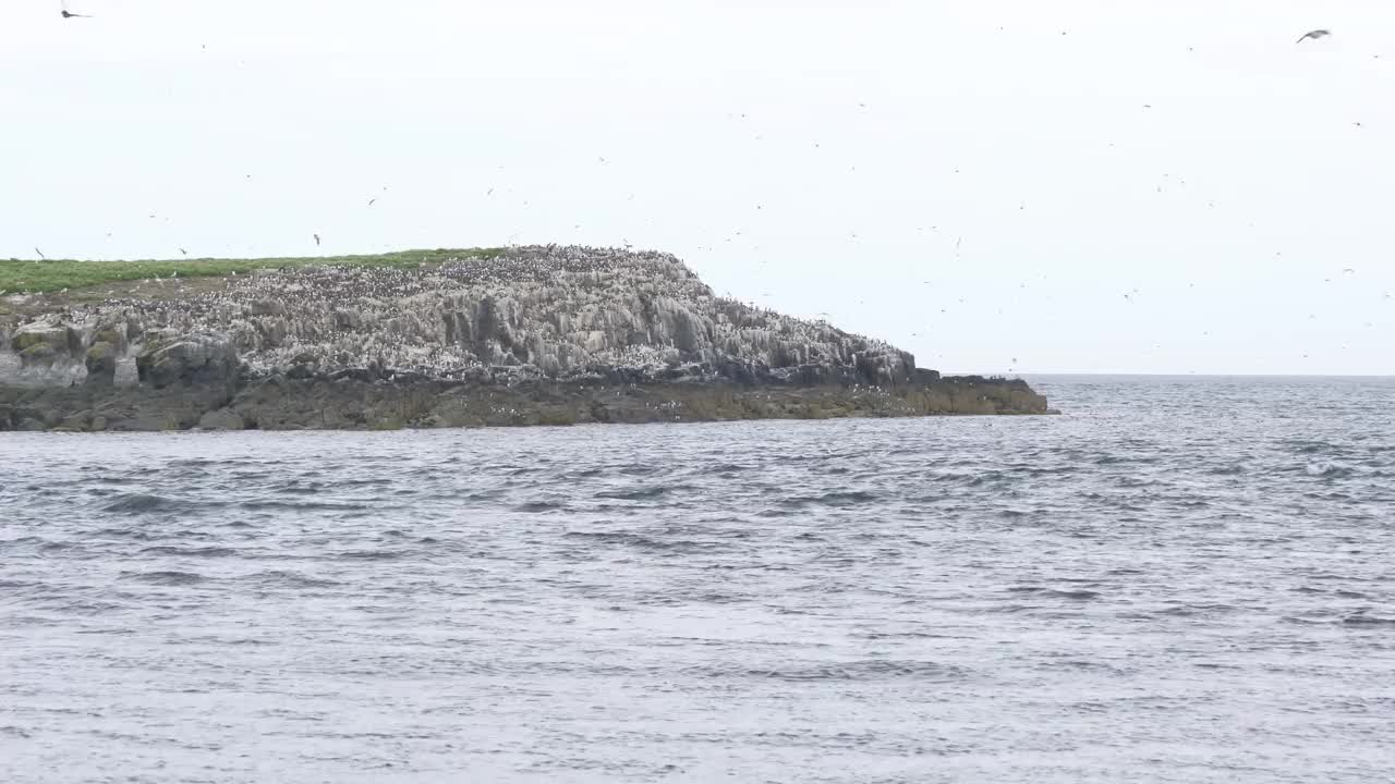 在英国诺森伯兰法恩群岛的悬崖上筑巢的一群野生海鸟，拍摄时间是4k帧每秒60帧视频素材