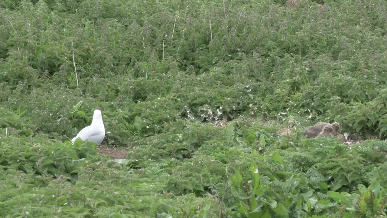 在英国诺森伯兰郡法恩群岛的悬崖顶上，一只黑头鸥和一群小海鸥在筑巢视频素材