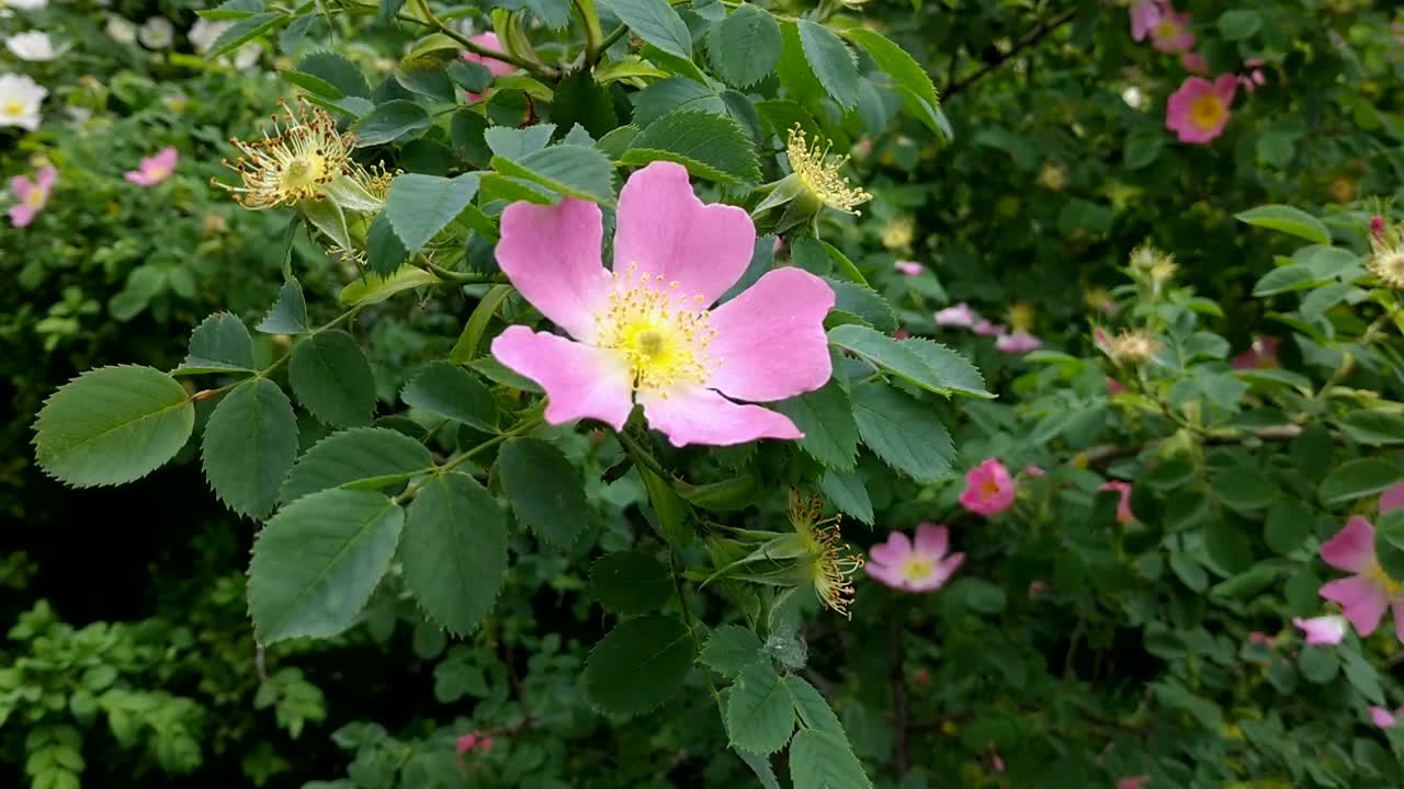 绿色灌木上的蔷薇花视频素材