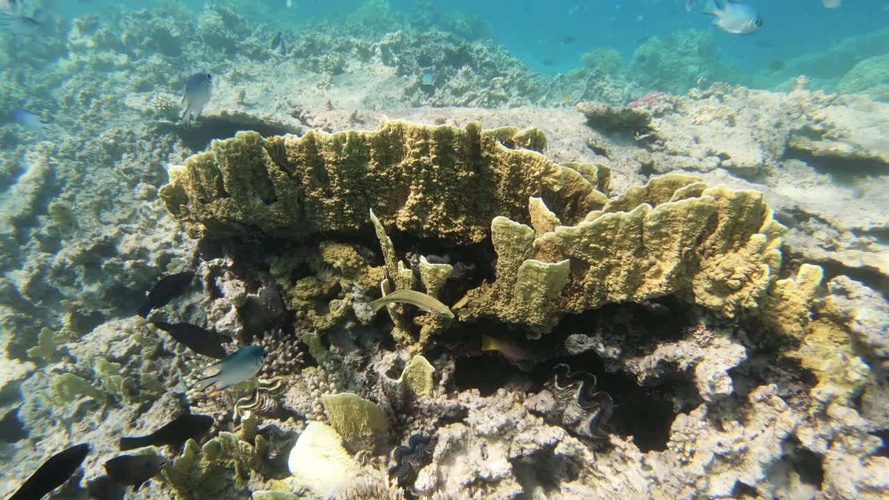 热带鱼的海洋生物珊瑚礁。视频素材