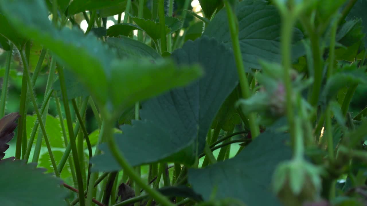 日落时水果农场草莓田的特写镜头。视频素材