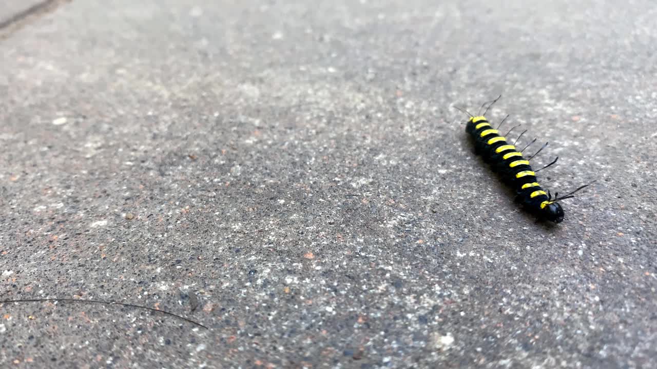 黑色和黄色的毛毛虫爬行在城市街道的沥青上。特写镜头视频素材