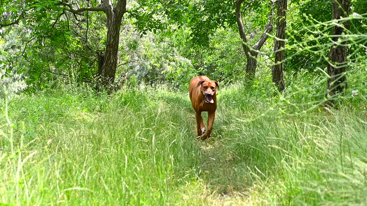 罗得西亚脊背犬奔向相机视频素材