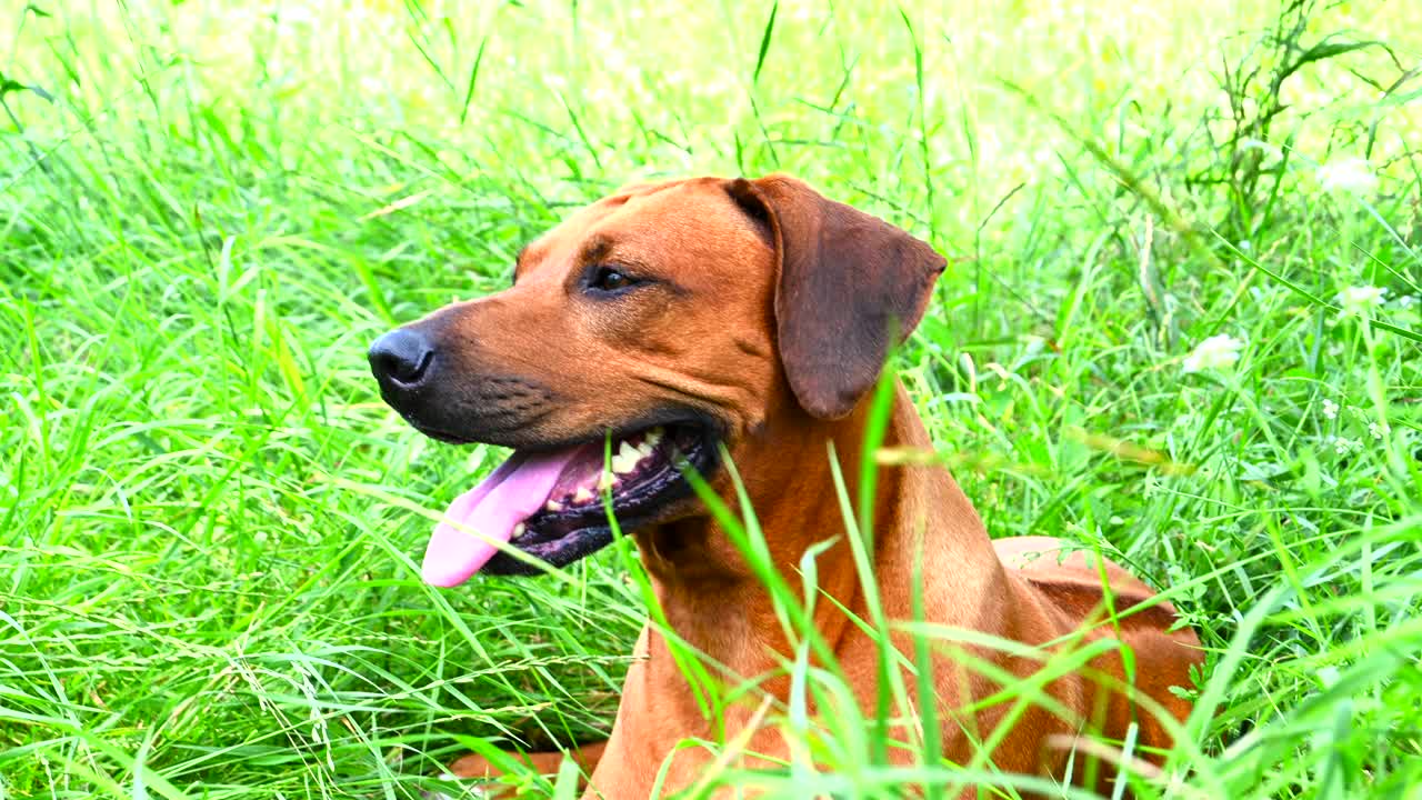 炎炎夏日，罗得西亚脊背犬躺在绿草上喘息视频素材