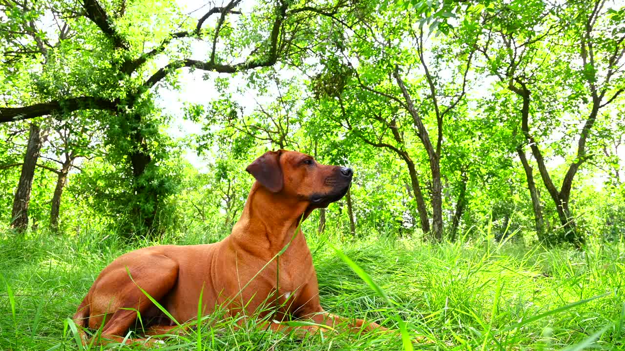 罗得西亚脊背犬，在夏季躺在森林的草地上喘息视频素材