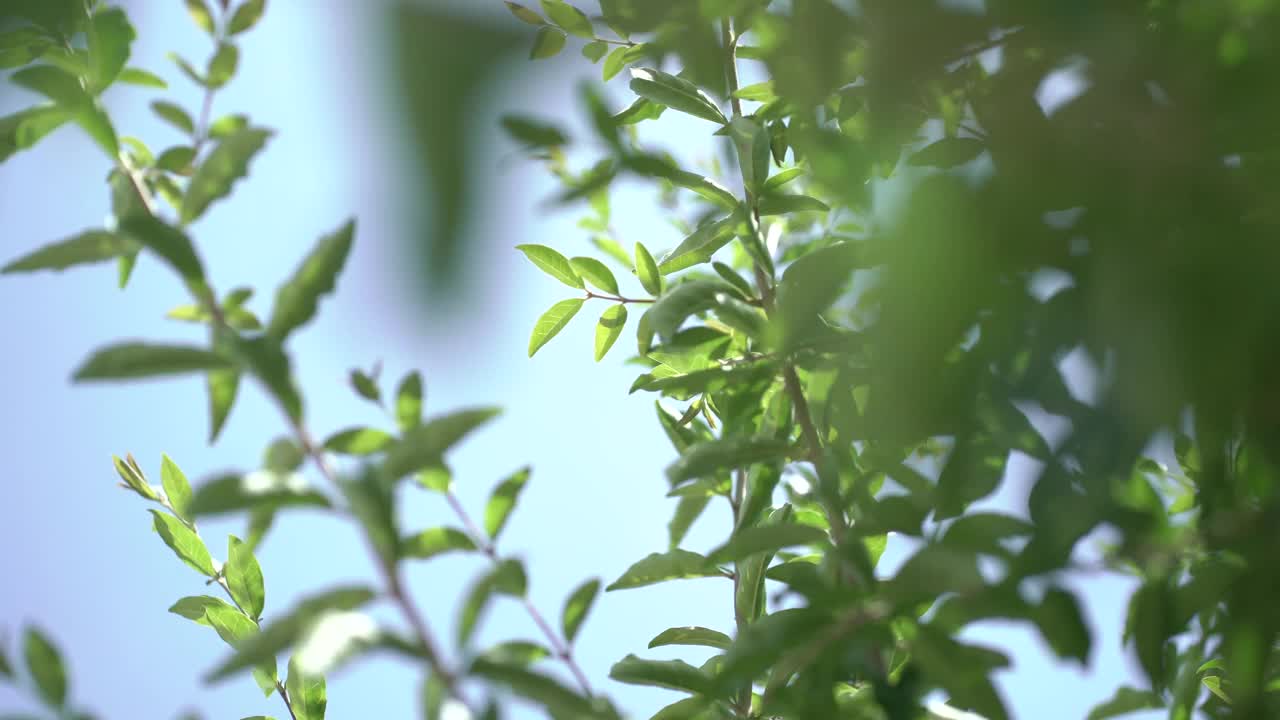 花植物叶子上视频素材