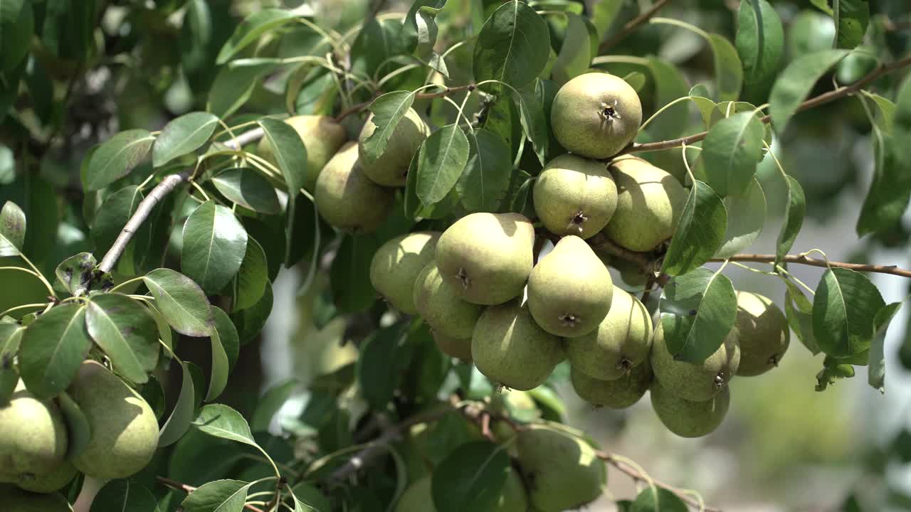 花植物叶子上视频素材