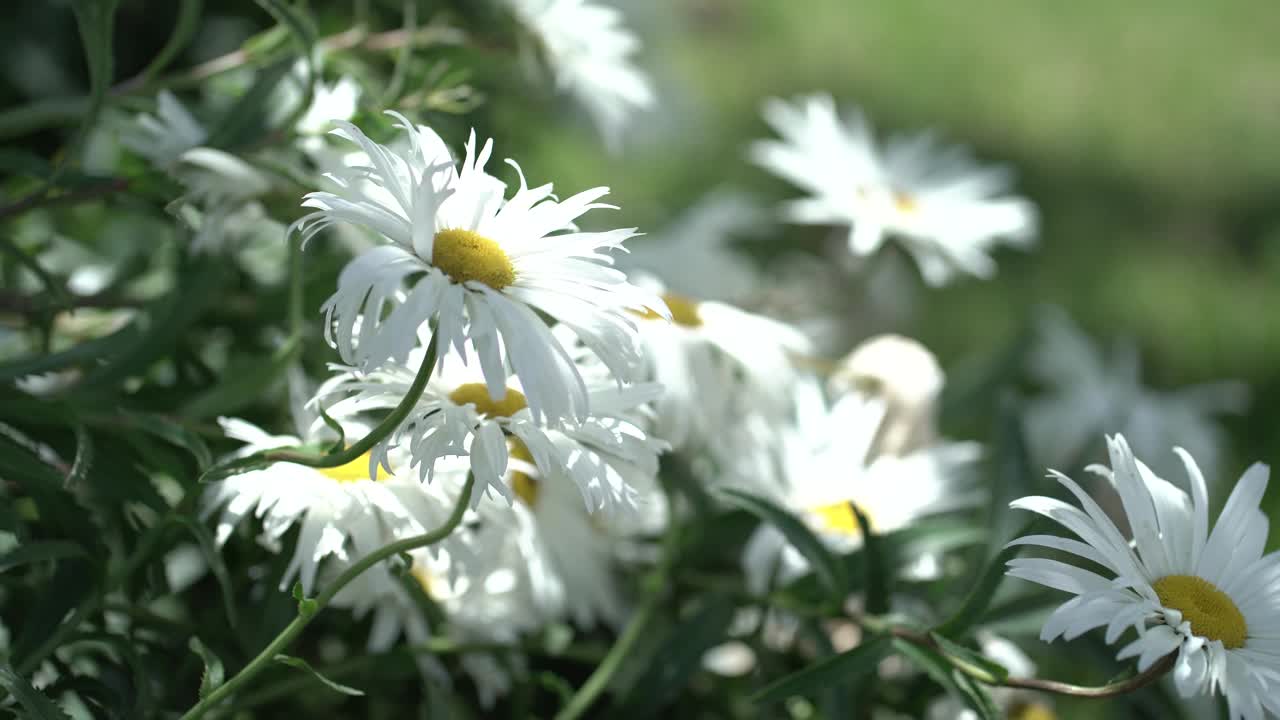 花植物叶子上视频素材