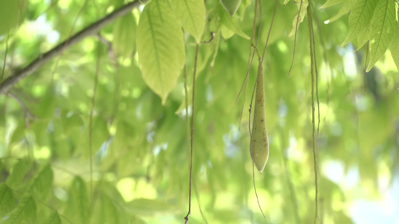 花植物叶子上视频素材